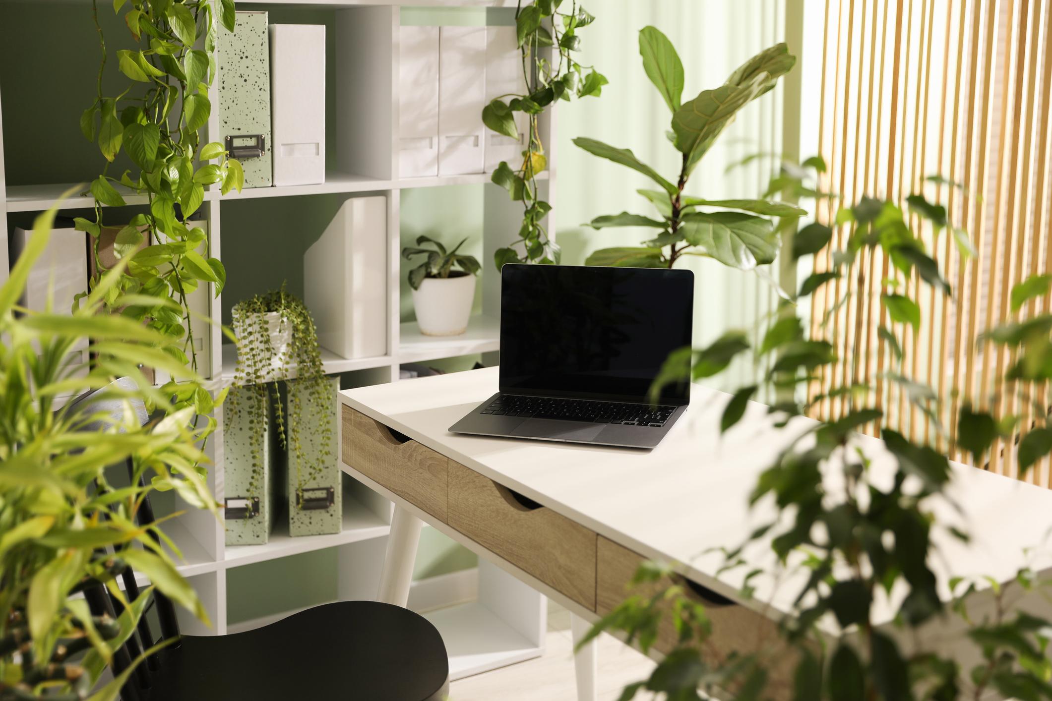Office Plant Rental